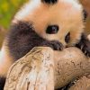Cute Baby Panda paint by numbers