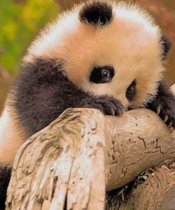 Cute Baby Panda paint by numbers
