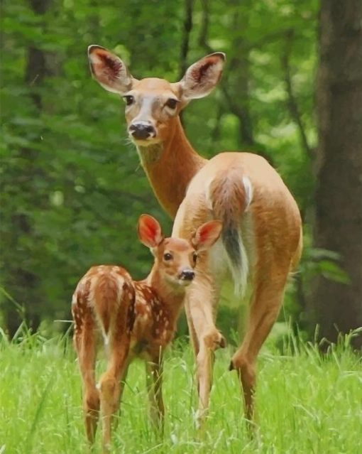 Baby Deer With Mommy paint by numbers