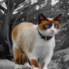 Siamese Cat paint by numbers