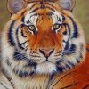 Beautiful Siberian Tiger paint by numbers