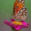 Colorful Butterfly paint by numbers