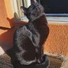 Cute Black Cat paint by numbers