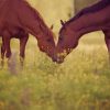 Cute Horse Couple paint by numbers