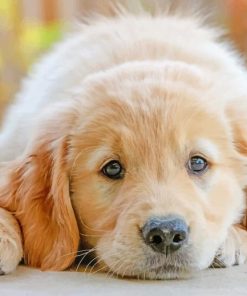 Cute Puppy paint by numbers