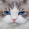 Cute Grey Cat paint by numbers
