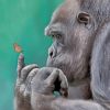 Gorilla And Butterfly paint by numbers