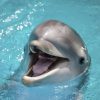 Happy Dolphin paint by numbers