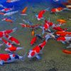 Koi Colorful Freshwater Fish paint by numbers