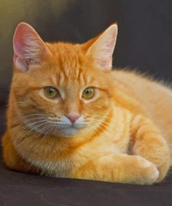 Orange Cat With Green Eyes paint by numbers