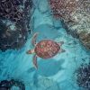 Sea Turtle In The Ocean paint by numbers