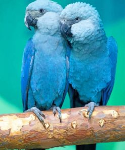 Spix's Macaw paint by numbers