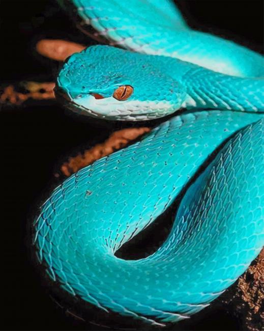 White Lipped Tree Viper paint by numbers
