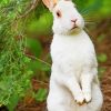 White Rabbit paint by numbers