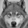 Wolf Portrait paint bu numbers