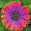 African Daisy Flower paint by numbers