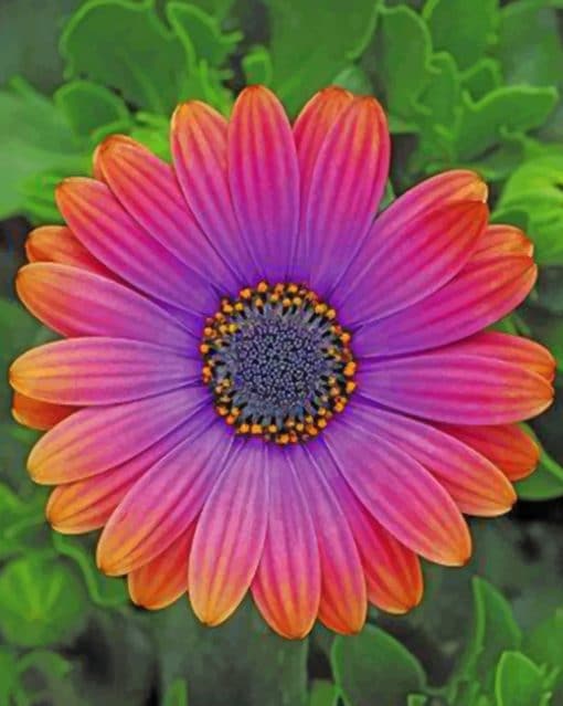 African Daisy Flower paint by numbers