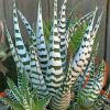Agave plant paint by numbers