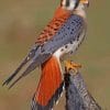 American kestre Bird paint by numbers