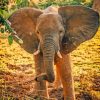 Asian Elephant paint by numbers