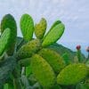 Attractive Green Cactus Paint By Numbers