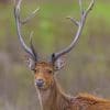 Barasingha In The Jungle paint by numbers