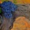 Black Grapes On Tree Branch paint by numbers