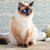 Blue Siamese Cat Eyes