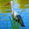 Ciconia Bird paint by numbers