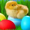 Colorful Eggs Paint By Numbers