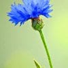 Cornflower Plant paint by numbers