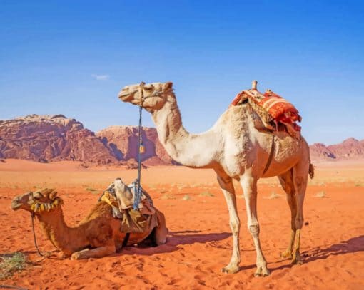 Desert Camel Paint By Numbers