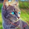 Domestic Gray Kitten paint by numbers