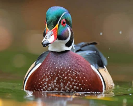 Duck Carolina Bird In Water paint by numbers