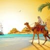 Egypt Desert Camel Paint By Numbers