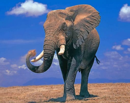 Glance Of Elephant Animal paint by numbers