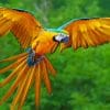 Flying Parrot Paint By Numbers