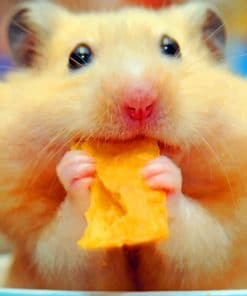 Hamster Eating Chips paint by numbers