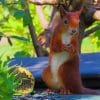 Happy Squirrel Paint By Numbers