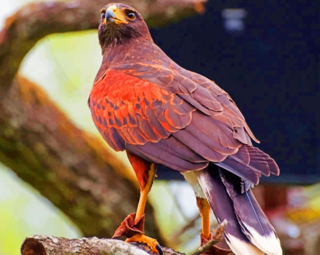 Hawk Predator Bird Species paint by numbers