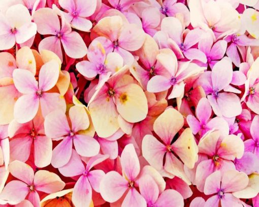 Hydrangea Beautiful Pink Flower Paint By Numbers