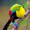 Keel Billed Toucan paint by numbers
