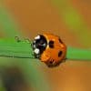 Ladybugs Insects Drops Bokeh paint by numbers