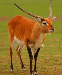 Lechwe Deer paint by numbers