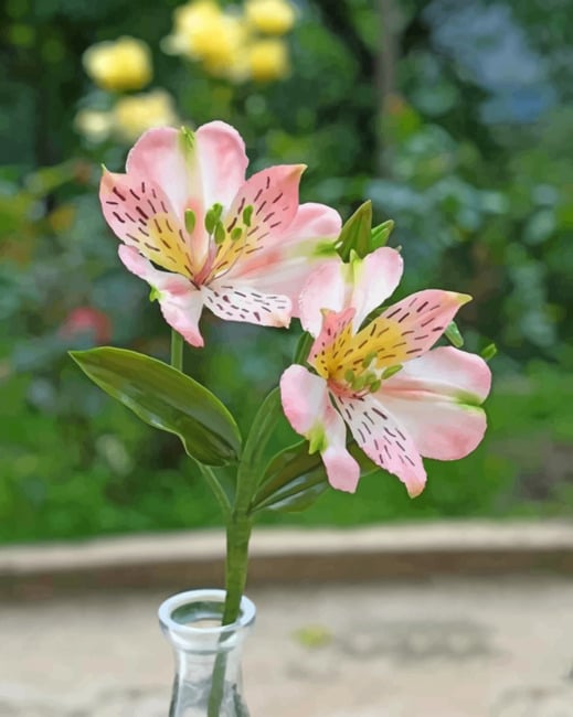 Lily Of The Incas paint by numbers