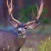 Mule Deer paint by numbers