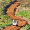 Murchison Falls National Park Uganda paint by numbers