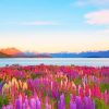 New Zealand Tekapo Lake