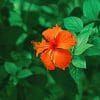 Orange Flower With Leaves paint by numbers