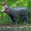 Pygmy Hippopotamus With Opened Mouth paint by numbers